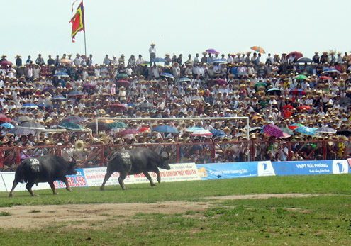 Buffalo fighting festival 2012 attracts over 30,000 visitors